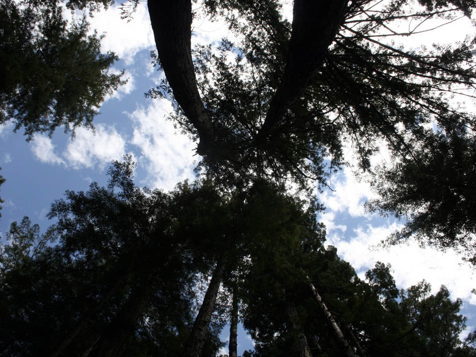 Sunlight through tall trees